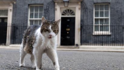 Bild: Thomas Krych/AP/dpa
Kater Larry lebt. (Archivbild)