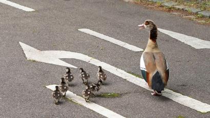 Bild: Andreas Rosar/dpa
Eine Entenfamilie überquert eine Straße. (Archivbild)