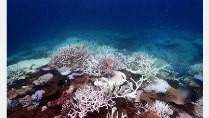 Bild: Supplied/CSIRO/dpa
Die Aufwärmung der Meere führt unter anderem zum Absterben von Korallen, hier am Great Barrier Reef (Archivbild).
