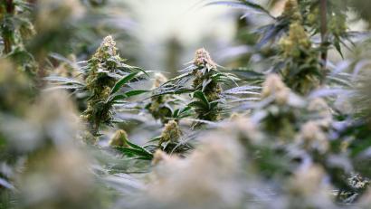 Bild: Hendrik Schmidt/dpa
15 Cannabispflanzen fanden Beamte bei einem jungen Mann in der Wohnung. (Symbolbild)