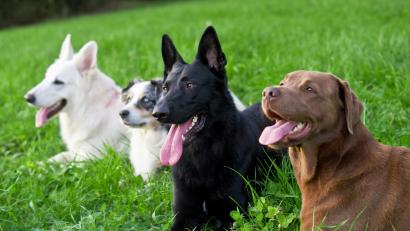Symbolbild: coldwaterman – stock.adobe.com
Wenn ein Welpe aus zeitlichen Gründen nicht infrage kommt, kann ein erwachsener Tierheimhund eine gute Alternative sein.
