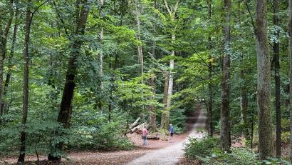 Bild: Petra Hartl
Der Wald am Mariahilfberg in Amberg ist bis jetzt ganz gut durch den Extrem-Sommer 2026 gekommen. Das ist nicht in allen Oberpfälzer Wäldern so.