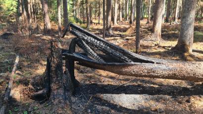 Bild: Jonas Storch
Der verkokelte Stumpf lässt erahnen, dass es dort sehr heiß wurde. Man geht davon aus, dass sich von dort aus das Feuer im Waldgebiet bei Großensees ausgebreitet hat.