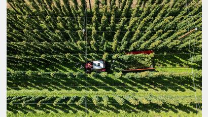 Bild: Silas Stein/dpa
Hopfenernte in der baden-württembergischen Anbauregion Tettnang. (Symbolbild)