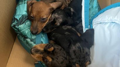 Archivbild: Polizeiinspektion Schwandorf
Die Dackelwelpen befinden sich im Schwandorfer Tierheim in Quarantäne.