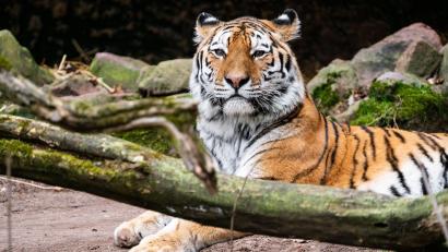Bild: Tom Burger/Tiergarten Nürnberg/dpa
Tigerkater Manu hat im Zoo Landau ein neues Zuhause gefunden.