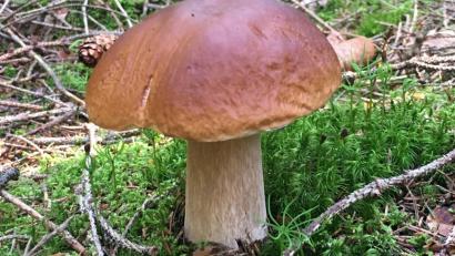 Archivbild: Kristina Sandig
Der Steinpilz ist ein begehrter Speisepilz. Doch momentan glänzt er im Wald mit Abwesenheit. Es war bislang zu trocken. Schwammerlsucher hoffen nun auf Regen, damit die Pilze aus dem Boden sprießen.