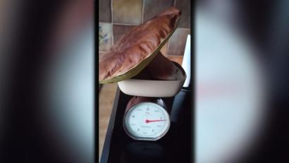 Bild: Maria Hausner-Taucher/exb
Als Beweis legte Maria Hausner-Taucher den Pilz auf die Waage.
