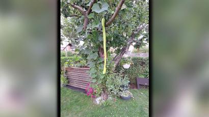 Bild: R. Zimmer
Die Zucchini von Alfred Mertel und Regina Zimmer aus Weiherhammer nutzte den Baum als Rankhilfe und wuchs dann in gerader Linie nach unten.