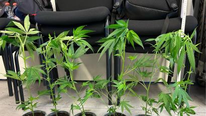 Bild: Hauptzollamt Regensburg
Mehrere sichergestellte Cannabissetzlinge.