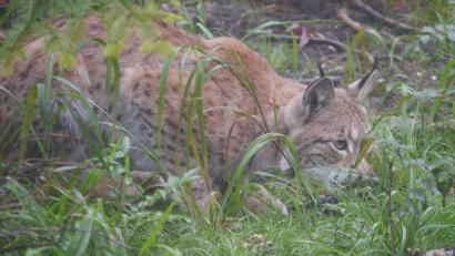 Archivbild: Gisela Kuhbandner
Ein Rehkadaver sorgt im Raum Mehlmeisel für Gesprächsstoff. Welcher Beutegreifer hat das Tier wohl gerissen? In Frage kommt auch ein Luchs.