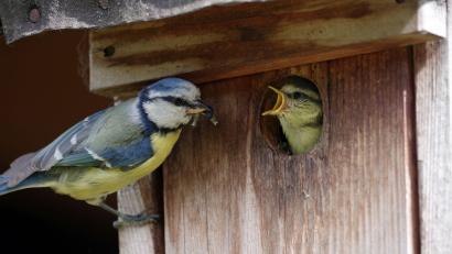 Symbolbild: cuhle-fotos - stock.adobe.com
Eine Blaumeise füttert ihren hungrigen Nachwuchs. Wer einen Nistkasten für Meisen für den eigenen Garten bauen will, erhält Tipps von Richard Kraus.
