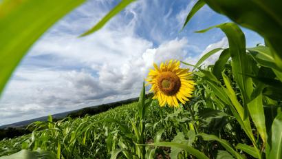 Bild: Pia Bayer/dpa
Das Wetter in Bayern bleibt eher durchwachsen. (Illustration)