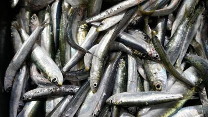 Bild: Darko Bandic/AP/dpa
Der Großteil des europäischen Bedarfs an Sardinen wird mit Importen aus Marokko gedeckt. (Symbolbild)