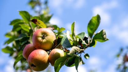Bild: Pia Bayer/dpa
Fränkische Äpfel sind nach Angaben der Obstbauern in diesem Jahr von schöner Farbe. Doch die Erntemenge ist mager. (Symbolbild)