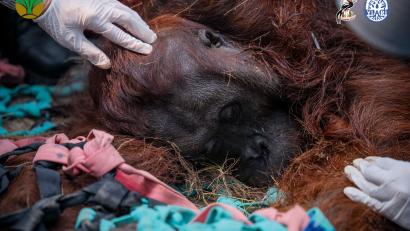 Bild: -/Yayasan Inisiasi Alam Rehabilitasi Indonesia (YIARI)/dpa
Das Orang-Utan-Männchen starb wahrscheinlich infolge der Waldbrände.