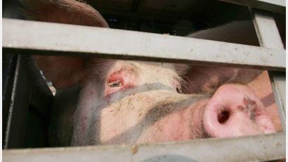Bild: Peter Steffen/dpa
Auf der A70 mussten 160 Schweine in einen anderen Transporter umgeladen werden. (Symbolbild)