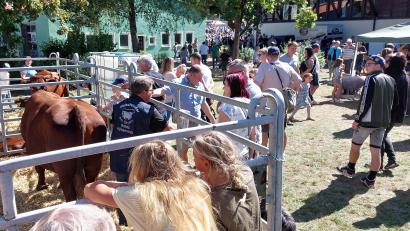 Bild: Helmut Kunz
Der Tag der offenen Tür im Staatsgut Almesbach zählte am Sonntag tausende Besucher. Rund um die Tierhaltung und die Entwicklung der Landwirtschaft gab es viele Informationen.