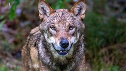 Bild: Armin Weigel/dpa
Im Gehege des Nationalparkzentrums Falkenstein im Bayerischen Wald werden Wölfe gehalten, etliche Artgenossen leben aber mittlerweile auch frei in Bayern. (Archivbild)