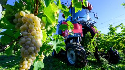 Bild: Hendrik Schmidt/dpa
Winzervereinigung Freyburg beginnt Weinlese in Zscheiplitz