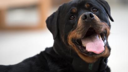 Symbolbild: Federico Gambarini
Nach Angaben der Polizei ist ein Rottweiler in Selb durch einen Messerstich verletzt worden.