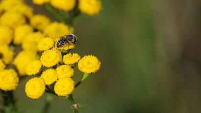 Symbolbild: Media4Sale – stock.adobe.com
Rainfarn lockt mit Pollen und Nektar viele Wildbienen und Schmetterlinge an.