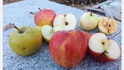 Bild: Gertraud Portner
Nur schmackhafte Äpfel ohne Faulstellen ergeben einen guten Apfelsaft. Tipp: Obst vom Baum probieren und erst dann fürs Pressen ernten.