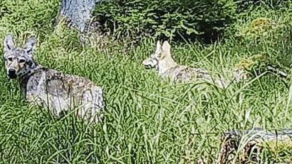 Bild: Bayerische Staatsforsten
Zum ersten Mal seit mehr als 100 Jahren: Wolfswelpen in Nordbayern.