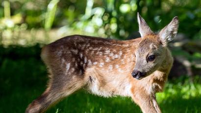 Bild: Patrick Pleul/dpa
Ein etwa fünf Wochen altes Rehkitz steht auf einer Wiese im Tierheim.