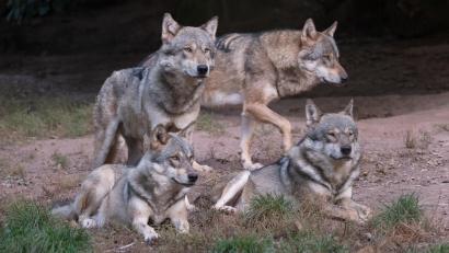 Symbolbild: Bernd Weißbrod
In Landkreis Tirschenreuth siedelt sich ein neues Wolfsrudel an. Dies hat das Landratsamt auf Anfrage von Oberpfalz-Medien bestätigt. Bei Mähring sind Anfang August fünf Wolfswelpen gefilmt worden.