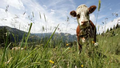 Archivbild: Peter Kneffel/dpa
Nun auch in der Oberpfalz: Die erste Kühe wurden mit dem neuartigen Shamonda-Virus im Freistaat getestet.