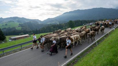 Bild: Stefan Puchner/dpa
Für die Rinder geht es in dieser Wochen wieder ins Tal. Ihre Versorgung auf den Bergen war heuer besonders schwierig.