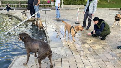 Bild: Heidi Kurz
Einige Hunde schwammen mit Begeisterung und unermüdlich im Naturbad.