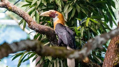 Bild: Tobias Hase/dpa
Der Tierpark Hellabrunn ist ein beliebtes Ausflusgziel in Bayern - im Oktober steigen die Eintrittspreise. (Archivbild)