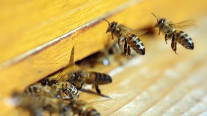 Symbolbild: Wolfgang Kumm/dpa
Die Amerikanische Faulbrut ist eine anzeigepflichtige Tierseuche, die ausschließlich Bienenlarven befällt.