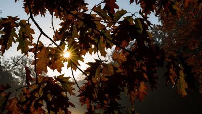 Symbolbild: Alicia Windzio/dpa
Was der Herbst mit unserem Körper macht – fünf Theorien im wissenschaftlichen Check.
