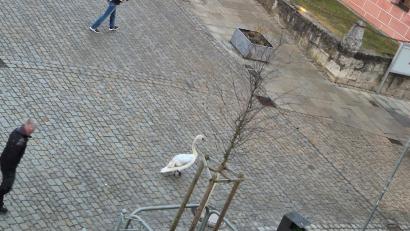 Bild: Markus Sindel
Ein aufmerksamer Beobachter des Schwanen-Intermezzos vor dem gotischen Rathaus in der Sulzbacher Altstadt am frühen Sonntagabend schickte uns diesen Schnappschuss.