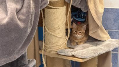 Bild: Petra Hartl
Auch diese Katze wartet noch darauf, dass sie in ein neues Zuhause vermittelt wird.