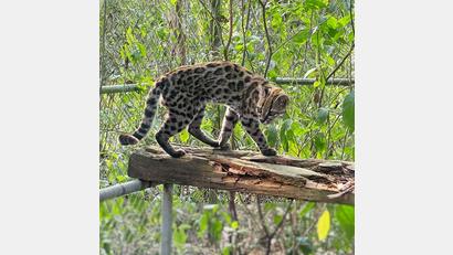 Bild: Paola Nogales-Ascarrunz/dpa
Ein Leopardus tilcayo lebt im Tierheim „La Senda Verde“.