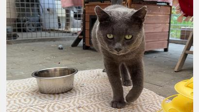Bild: Petra Hartl
Eine Katze, die im Tierheim Amberg ein vorübergehendes Zuhause gefunden hat.