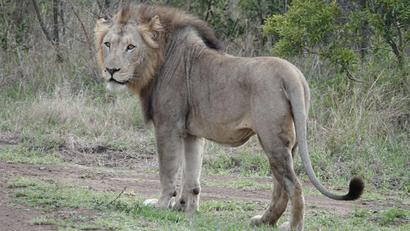 Bild: Kristin Palitza/dpa
Im ostafrikanischen Tansania sowie in anderen Ländern Afrikas kommt es immer wieder zu Konflikten zwischen Wildtieren und Menschen. (Archivbild)