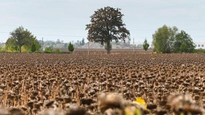 Bild: Heiko Rebsch/dpa
Reife Sonnenblumen stehen kurz vor der Ernte auf einem Feld bei Piethen.