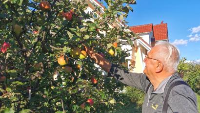 Bild: Gertraud Portner
Gelb, Grün oder Rot? Alois Gürtler in Oberviechtach freut sich über seinen Apfelbaum mit 28 Sorten.