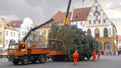 Archivbild: Thomas Graml
Die Stadt Amberg hat die Suche nach Weihnachtsbäumen für den Marktplatz und den Malteserplatz gestartet.