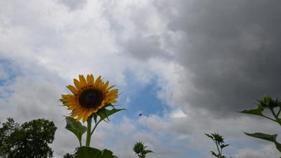 Symbolbild: Bernd Weißbrod/dpa
Dunkle Regenwolken ziehen hinter einer Sonnenblume auf. Die Natur wartet immer häufiger auf das Wasser von oben.