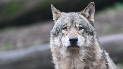 Symbolbild: Bernd Weißbrod/dpa
Das Bayerische Landesamt für Umwelt hat die Wolfsgebiete in Bayern neu definiert.