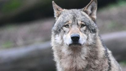 Bild: Bernd Weißbrod/dpa
Dürfen Wölfe in der alpinen Region in Deutschland abgeschossen werden, obwohl sie noch kein Nutztier gerissen haben? Diese Frage müssen nun Richter in Augsburg klären. (Symbolbild)