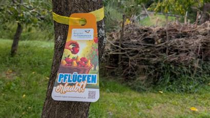 Bild: ILE Region VierStädtedreieck 
Ein gelbes Band am Obstbaum zeigt: Hier darf kostenlos für den Eigenbedarf geerntet werden.