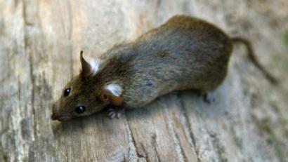 Symbolbild: Arno Burgi/dpa-Zentralbild/dpa
Im Norma-Zentrallager in Regenstauf sind Ratten festgestellt worden.