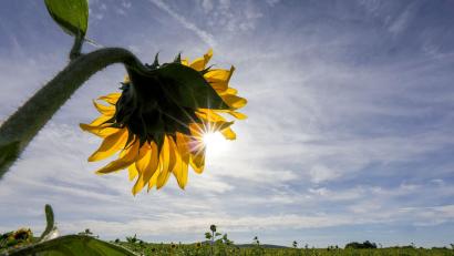 Symbolbild: Thomas Warnack/dpa
Sonniger Altweibersommer in der Oberpfalz.